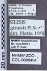Etikette zu Silesis girardi (NHMW-ZOO-COL-0008494)